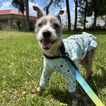 Schnauzer Dogs Available for Adoption in Houston, Texas - Glenda | PetCurious