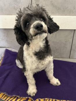 Poodle Dogs Available for Adoption in Pacolet, South Carolina - Theo Mar 26 | PetCurious