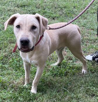 Rescue Yellow Labrador Retriever and American Bulldog Dogs for Adoption in Sequatchie, Tennessee - Chase | PetCurious