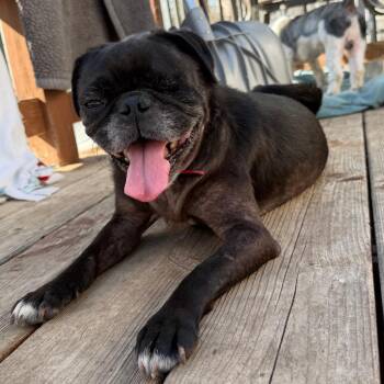 Pug Dogs Available for Adoption in Rochester, Minnesota - Arrakis | PetCurious