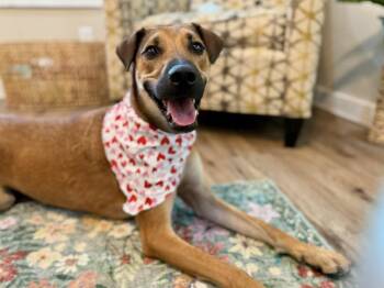 Gully Innocent with the Elf Ears -  German Shepherd Dog and Greyhound Dog for Adoption in Friendswood, Texas - Gully Innocent With The Elf Ears | PetCurious