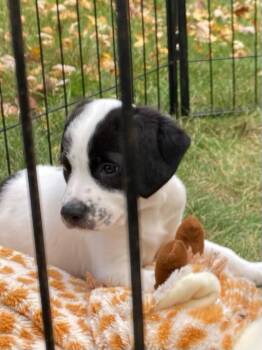 Ernie -  Australian Shepherd Dog for Adoption in Elk River, Minnesota - Ernie | PetCurious