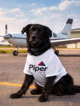 Golden Retriever Dogs Available for Adoption - Piper | PetCurious