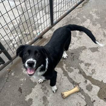 Brutus -  Border Collie Dog for Adoption in Crookston, Minnesota - Brutus | PetCurious