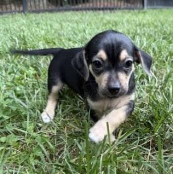 Murph -  Chihuahua Dog for Adoption in Midlothian, Virginia - Murph | PetCurious