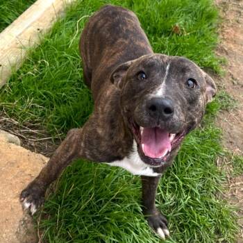 Rescue Mixed Breed Dogs for Adoption in Sylvania, Georgia - Romeo | PetCurious