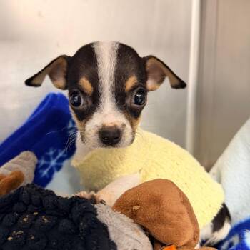 Jack Russell Terrier and Chihuahua Dogs Available for Adoption in West Palm Beach, Florida - Nutella | PetCurious