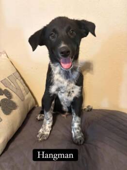 Hangman -  Australian Cattle Dog Blue Heeler Dog for Adoption in Salamanca, New York - Hangman | PetCurious