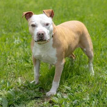 Pit Bull Terrier Dogs Available for Adoption in Wilmington, Delaware - Vinnie | PetCurious