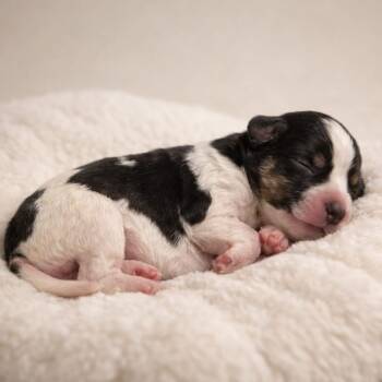 Dachshund Dogs Available for Adoption - Captain Hook | PetCurious