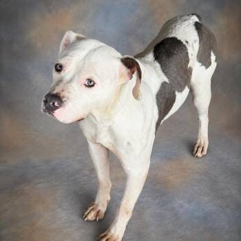 Galway -  Pit Bull Terrier Dog for Adoption in East St. Louis, Illinois - Galway | PetCurious