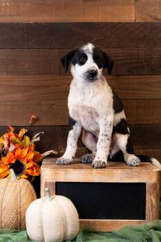 Rescue Australian Cattle Dog Blue Heeler Dogs for Adoption in Brighton, Colorado - Plum | PetCurious