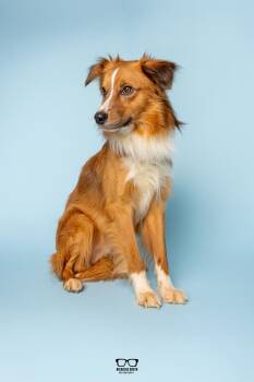 Rigby -  Australian Shepherd Dog for Adoption in Hoffman Estates, Illinois - Rigby | PetCurious