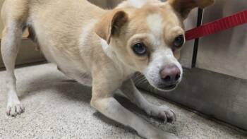 Chihuahua Dogs Available for Adoption in Riverside, California - DUA LIPA | PetCurious