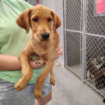 Joel -  Labrador Retriever and Boxer Dog for Adoption - Joel | PetCurious