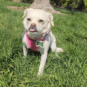 Boo -  Pug and Chihuahua Dog for Adoption in Apple Valley, California - Boo | PetCurious