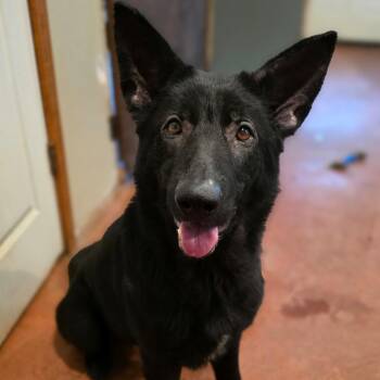 German Shepherd Dog Dogs Available for Adoption in Glenfield, New York - Mia | PetCurious