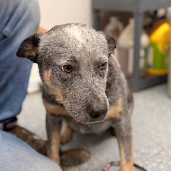 Rescue Australian Cattle Dog Blue Heeler Dogs for Adoption in Chariton, Iowa - Pebbles | PetCurious