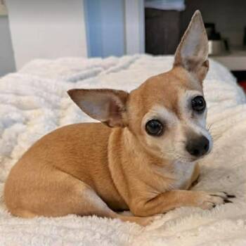 Chihuahua Dogs Available for Adoption in Boulder, Colorado - Deb | PetCurious