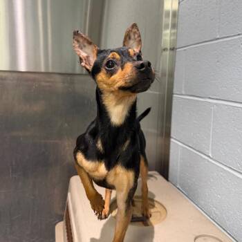 Jaylen -  Miniature Pinscher Dog for Adoption in Warwick, Rhode Island - Jaylen | PetCurious