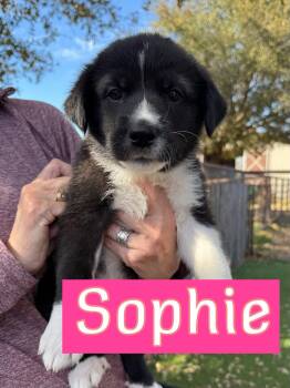 Great Pyrenees and Border Collie Dogs Available for Adoption - Mamma Mia Litter Girls  | PetCurious