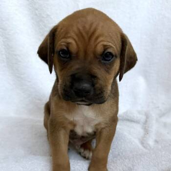 Rescue Boxer Dogs for Adoption in Fairfax Station, Virginia - Jiggles-green | PetCurious