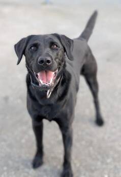 Black Labrador Retriever Dogs Available for Adoption in Coquitlam, British Columbia - Chase | PetCurious
