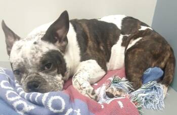 Ashley -  American Bully Dog for Adoption in Moline, Illinois - Ashley | PetCurious