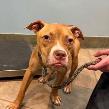 Calvin -  Mixed Breed Dog for Adoption in Chattanooga, Tennessee - Calvin | PetCurious