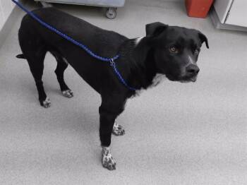 Labrador Retriever and Mixed Breed Dogs Available for Adoption in Omaha, Nebraska - JUGHEAD | PetCurious