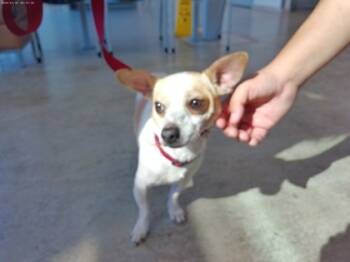 Rescue Chihuahua and Mixed Breed Dogs for Adoption in Fort Worth, Texas - Milo | PetCurious