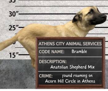 Anatolian Shepherd and Shepherd Dogs Available for Adoption in Athens, Alabama - BRAMBLE | PetCurious
