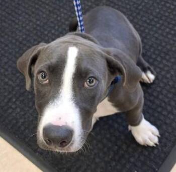 BEAR -  Pit Bull Terrier and Mixed Breed Dog for Adoption in Killeen, Texas - BEAR | PetCurious
