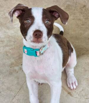 Millie Pint Sized Princess -  Pit Bull Terrier and Labrador Retriever Dog for Adoption in Friendswood, Texas - Millie Pint Sized Princess | PetCurious
