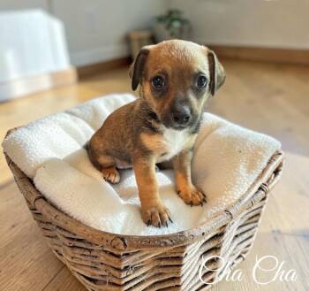 Cha Cha -  Terrier Dog for Adoption - Cha Cha | PetCurious