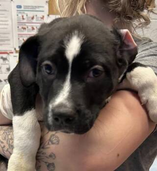 Ripple -  Border Collie Dog for Adoption in Golden, Colorado - Ripple | PetCurious