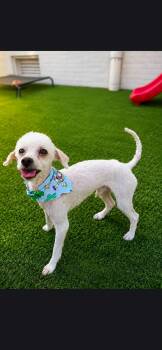 Travis -  Bichon Frise Dog for Adoption in Vaudreuil-dorion, Quebec - Travis | PetCurious