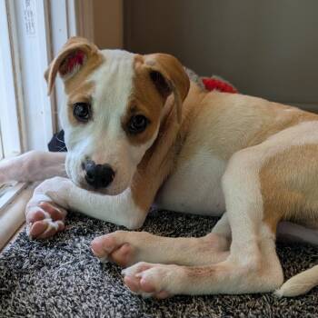 Stegosaurus -  Mixed Breed Dog for Adoption in Durham, North Carolina - Stegosaurus | PetCurious