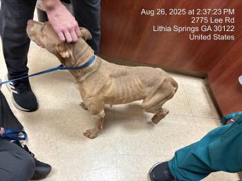 Toasty -  Pit Bull Terrier Dog Available for Adoption in Douglasville, Georgia - Toasty | PetCurious
