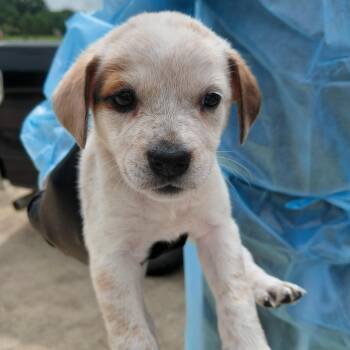Rose 3134 -  Bluetick Coonhound and Mixed Breed Dog for Adoption in Loxahatchee Groves, Florida - Rose 3134 | PetCurious