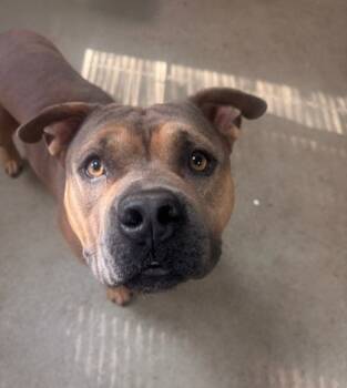 Rescue Mixed Breed Dogs for Adoption in Spartanburg, South Carolina - Blitz | PetCurious