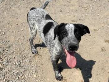 Doc -  Cattle Dog and Australian Cattle Dog Blue Heeler Dog for Adoption in Butte, Montana - Doc | PetCurious