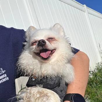 Cream Puff -  Pomeranian and Mixed Breed Dog for Adoption in Binghamton, New York - Cream Puff | PetCurious
