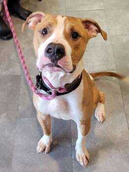 Pit Bull Terrier Dogs Available for Adoption - Marshall | PetCurious