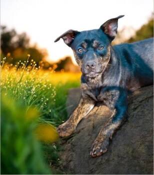 Rescue Rottweiler Dogs for Adoption in Tucson, Arizona - Anya | PetCurious