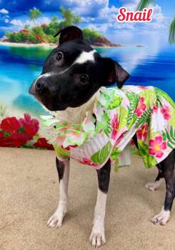 Snail -  Mixed Breed Dog for Adoption in Flint, Michigan - Snail | PetCurious