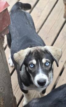 Rescue Siberian Husky Dogs for Adoption in Lagrange, Indiana - Fancy | PetCurious