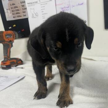 Sheree -  Shepherd Dog for Adoption in Parrish, Alabama - Sheree | PetCurious