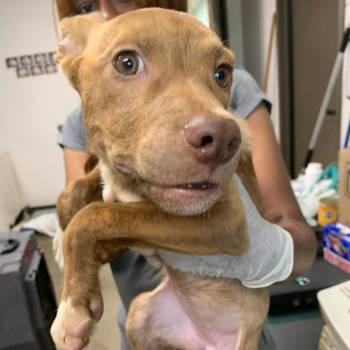 Lorelai -  Labrador Retriever and Catahoula Leopard Dog Dog for Adoption in Hattiesburg, Mississippi - Lorelai | PetCurious