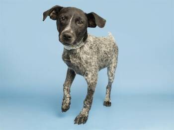 PEEWEE -  German Shorthaired Pointer Dog for Adoption in Phoenix, Arizona - PEEWEE | PetCurious
